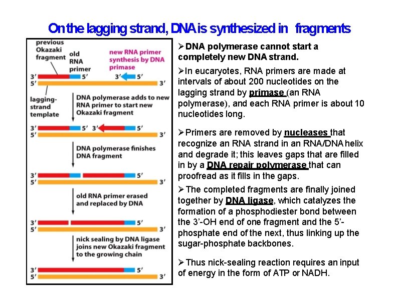 Onthe lagging strand, DNAis synthesized in fragments DNA polymerase cannot start a completely new