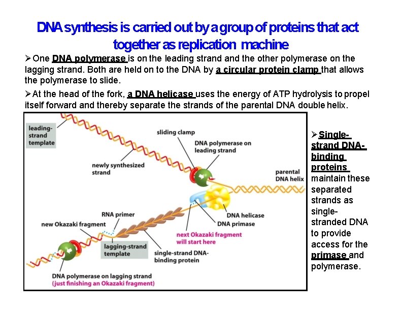 DNAsynthesis is carried out by a group of proteins that act together as replication