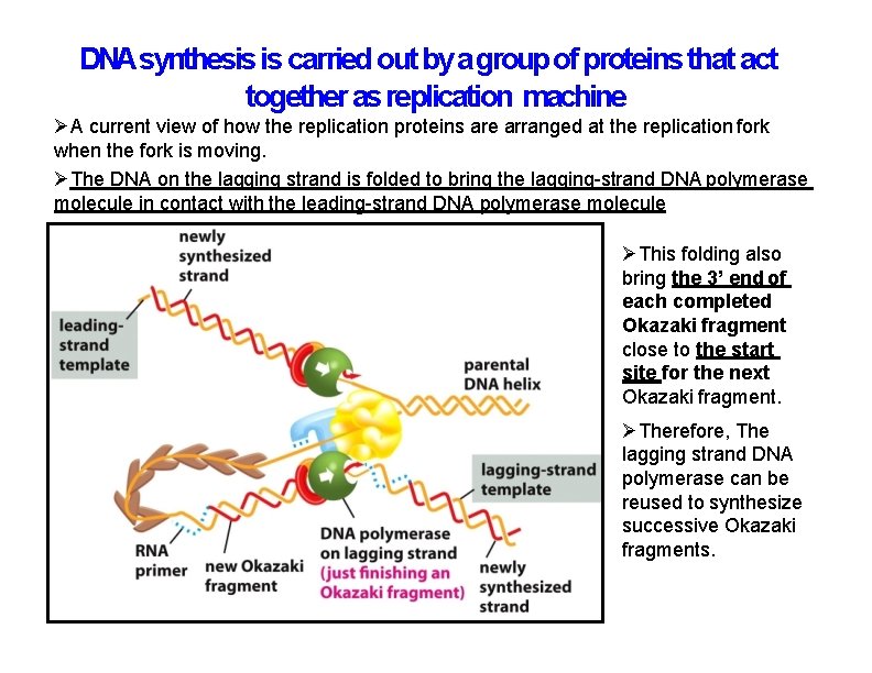 DNAsynthesis is carried out by a group of proteins that act together as replication