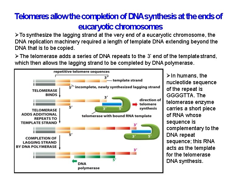 Telomeres allow the completion of DNAsynthesis at the ends of eucaryotic chromosomes To synthesize