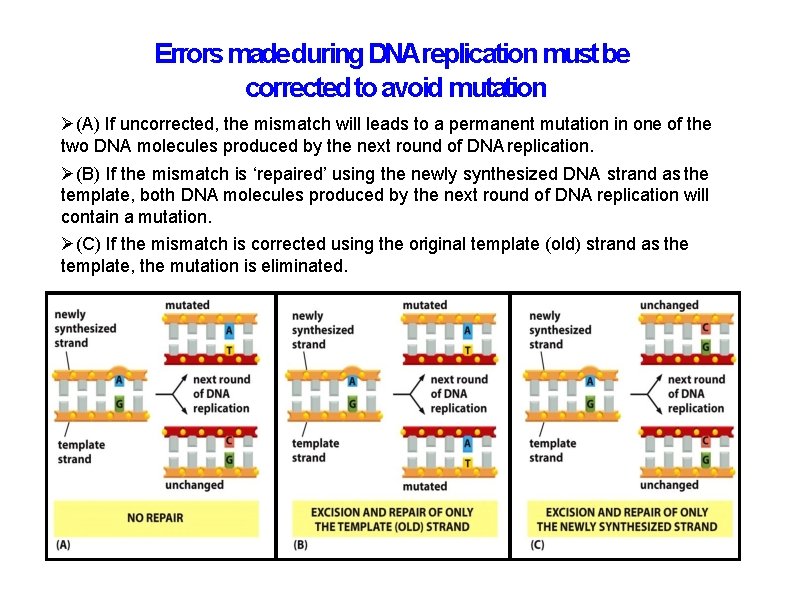 Errors made during DNAreplication must be corrected to avoid mutation (A) If uncorrected, the