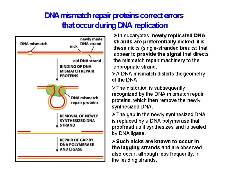 DNAmismatch repair proteins correct errors that occur during DNA replication In eucaryotes, newly replicated