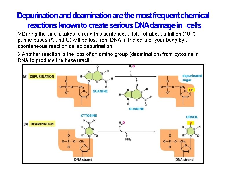 Depurination and deamination are the most frequent chemical reactions known to create serious DNAdamage