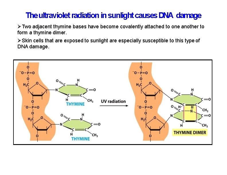 The ultraviolet radiation in sunlight causes DNA damage Two adjacent thymine bases have become