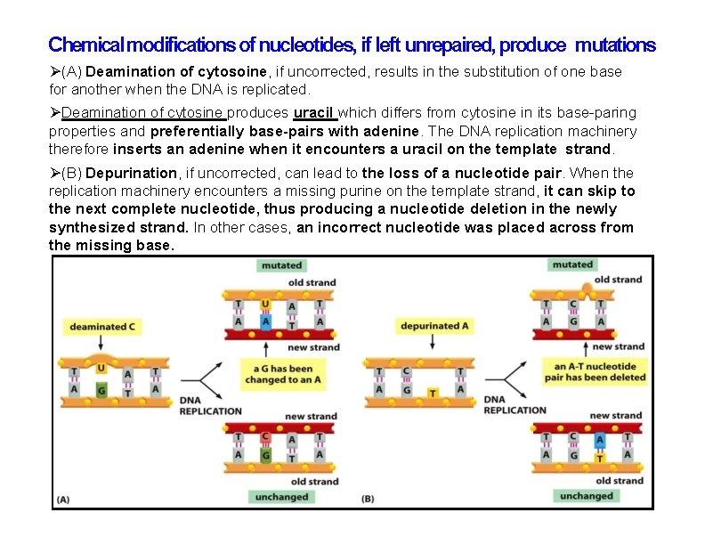 Chemical modifications of nucleotides, if left unrepaired, produce mutations (A) Deamination of cytosoine, if