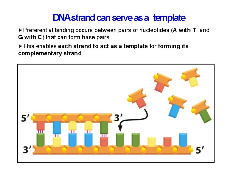 DNAstrand can serve as a template Preferential binding occurs between pairs of nucleotides (A