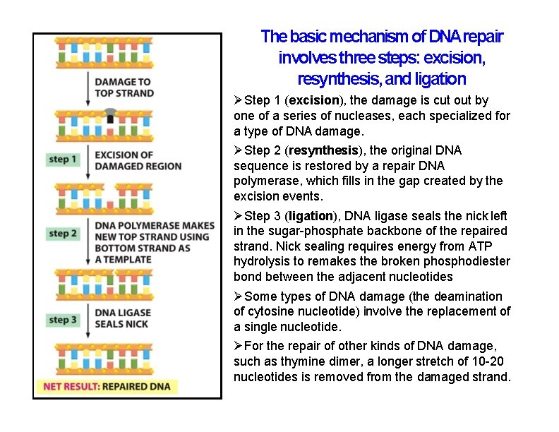 The basic mechanism of DNArepair involves three steps: excision, resynthesis, and ligation Step 1