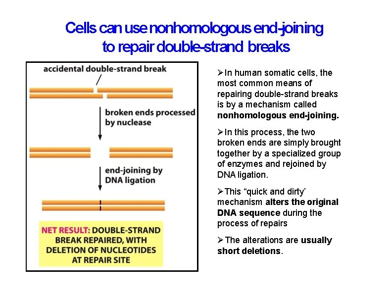 Cells can use nonhomologous end-joining to repair double-strand breaks In human somatic cells, the