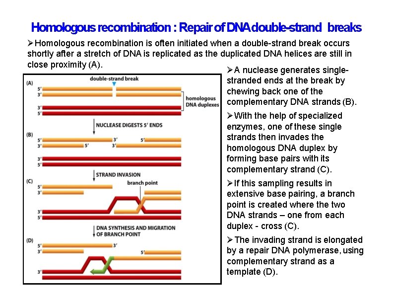 Homologous recombination : Repair of DNAdouble-strand breaks Homologous recombination is often initiated when a