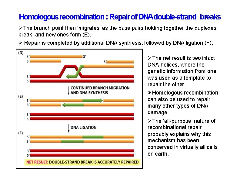 Homologous recombination : Repair of DNAdouble-strand breaks The branch point then ‘migrates’ as the