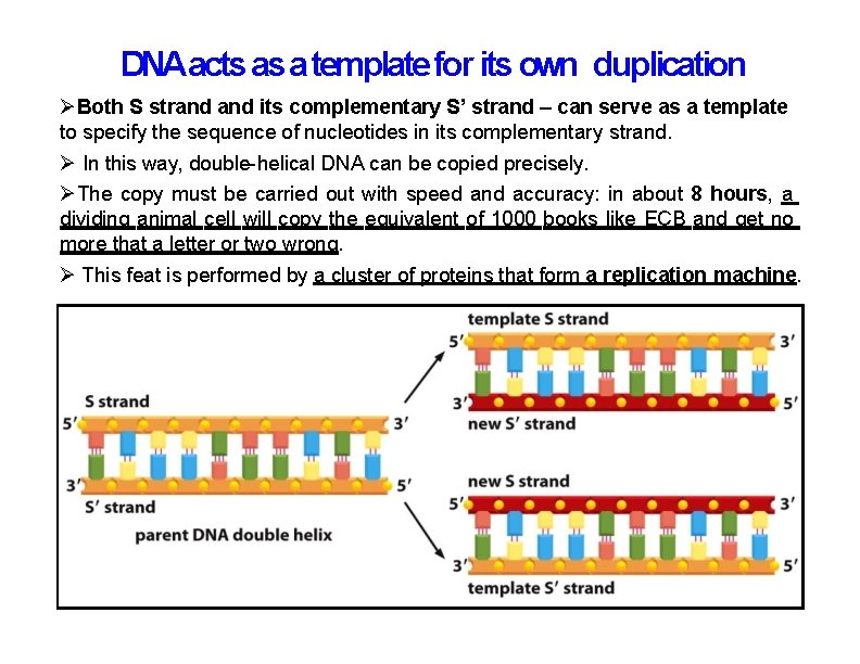 DNAacts as a template for its own duplication Both S strand its complementary S’