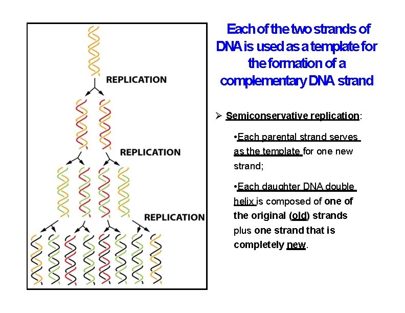 Each of the two strands of DNAis used as a template for the formation