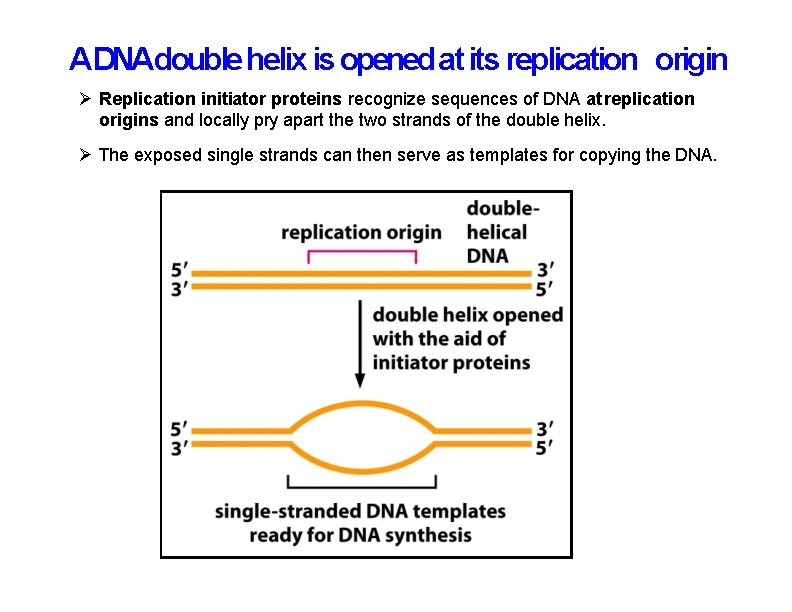 ADNAdouble helix is opened at its replication origin Replication initiator proteins recognize sequences of