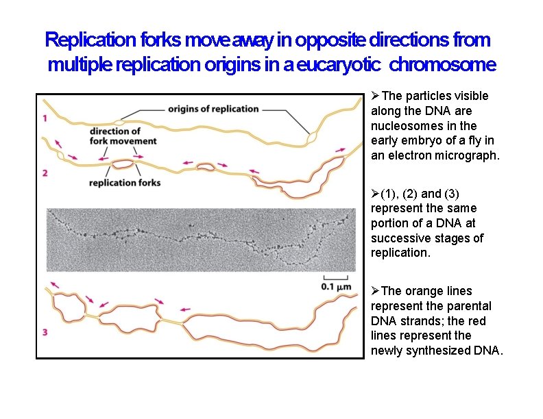 Replication forks move away in opposite directions from multiple replication origins in a eucaryotic