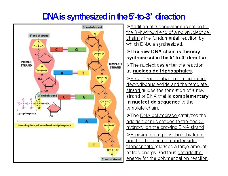 DNAis synthesized in the 5’-to-3’ direction Addition of a deoxyribonucleotide to the 3’-hydroxyl end