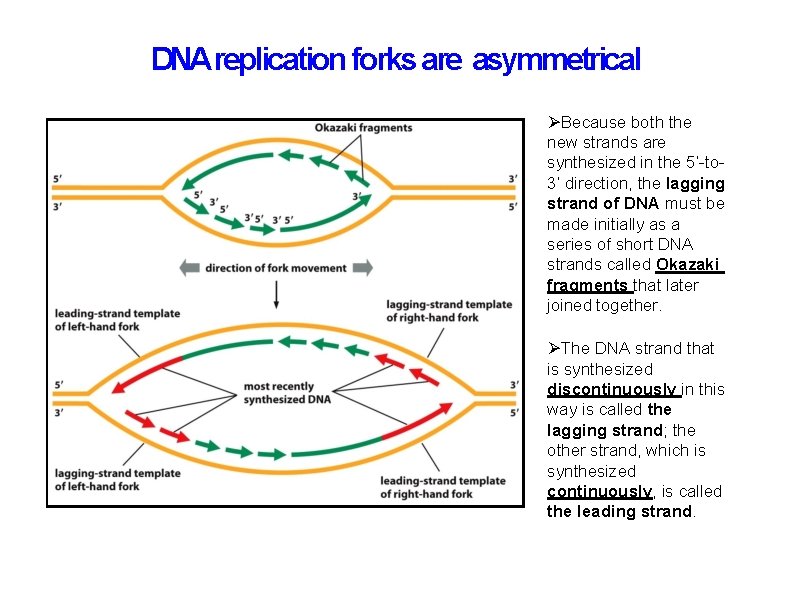 DNAreplication forks are asymmetrical Because both the new strands are synthesized in the 5’-to
