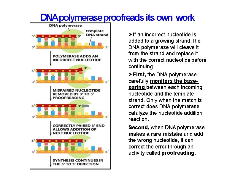 DNApolymerase proofreads its own work If an incorrect nucleotide is added to a growing