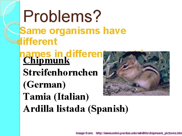 Problems? Same organisms have different names in different countries. Chipmunk Streifenhornchen (German) Tamia (Italian)