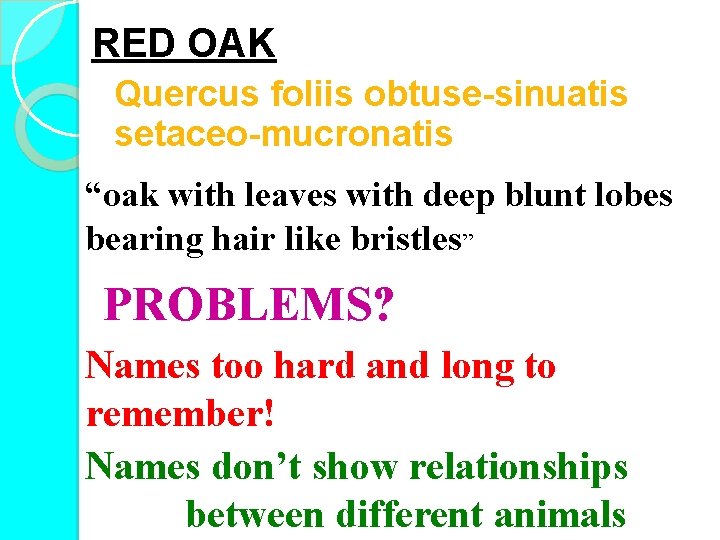 RED OAK Quercus foliis obtuse-sinuatis setaceo-mucronatis “oak with leaves with deep blunt lobes bearing