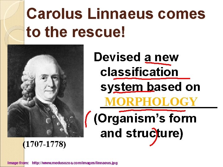 Carolus Linnaeus comes to the rescue! (1707 -1778) Devised a new classification system based