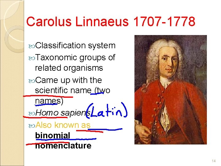 Carolus Linnaeus 1707 -1778 Classification system Taxonomic groups of related organisms Came up with