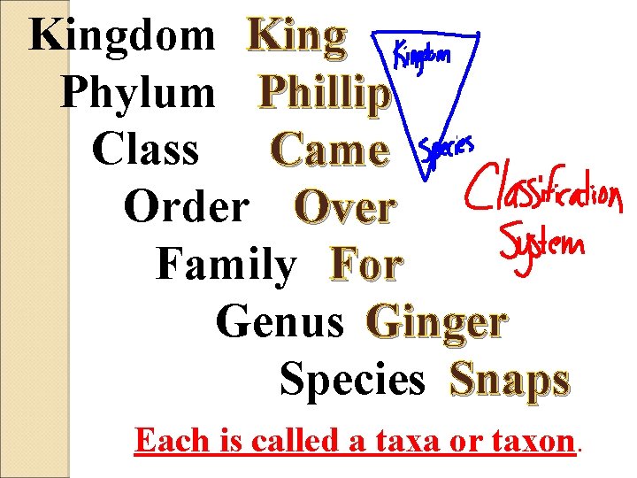 Kingdom King Phylum Phillip Class Came Order Over Family For Genus Ginger Species Snaps