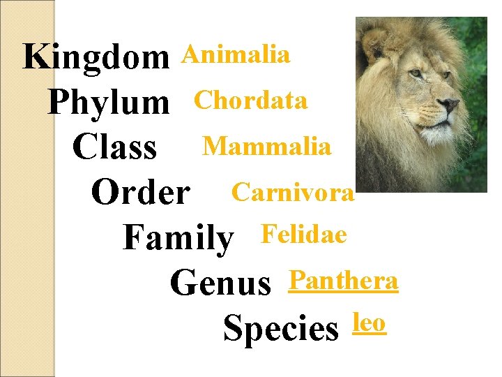 Kingdom Animalia Phylum Chordata Class Mammalia Order Carnivora Family Felidae Genus Panthera Species leo