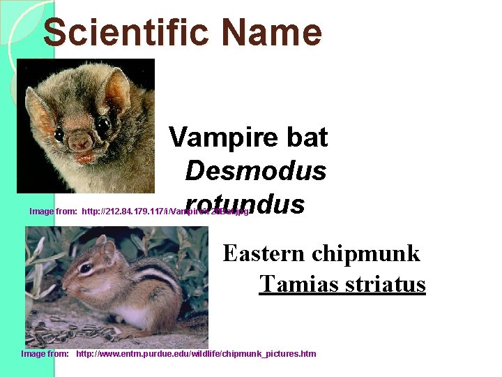 Scientific Name Vampire bat Desmodus rotundus Image from: http: //212. 84. 179. 117/i/Vampire%20 Bat.