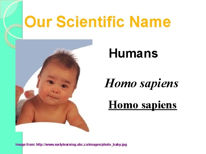 Our Scientific Name Humans Homo sapiens Image from: http: //www. earlylearning. ubc. ca/images/photo_baby. jpg