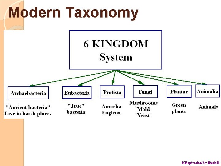 Modern Taxonomy Kidspiration by Riedell 