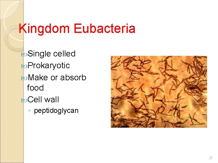 Kingdom Eubacteria Single celled Prokaryotic Make or absorb food Cell wall ◦ peptidoglycan 27
