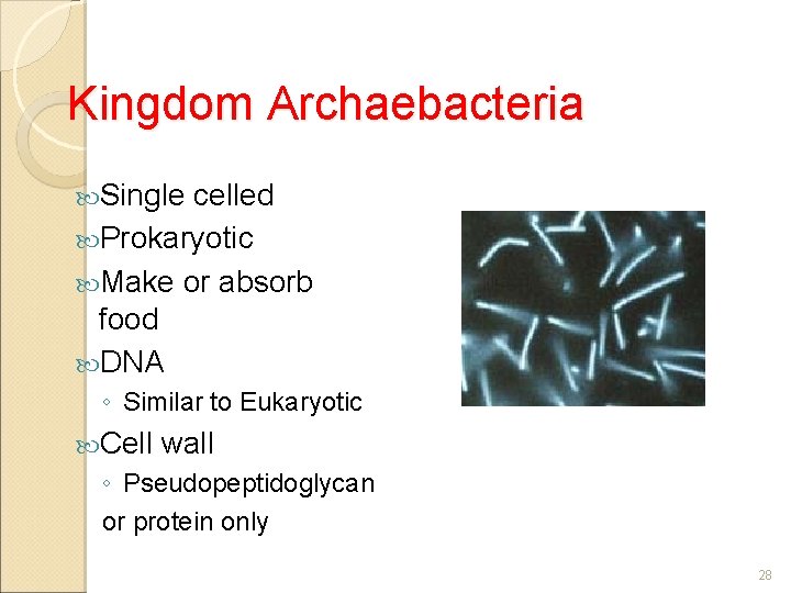 Kingdom Archaebacteria Single celled Prokaryotic Make or absorb food DNA ◦ Similar to Eukaryotic