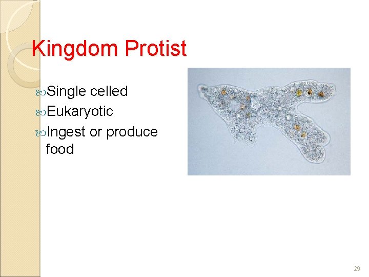 Kingdom Protist Single celled Eukaryotic Ingest or produce food 29 