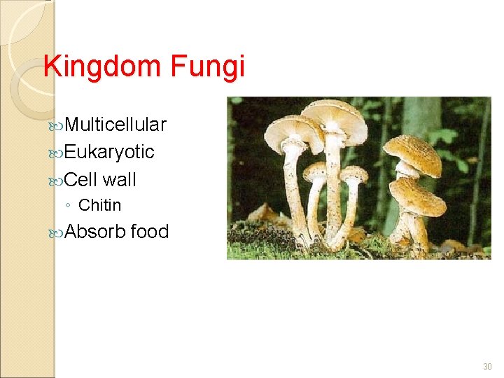 Kingdom Fungi Multicellular Eukaryotic Cell wall ◦ Chitin Absorb food 30 