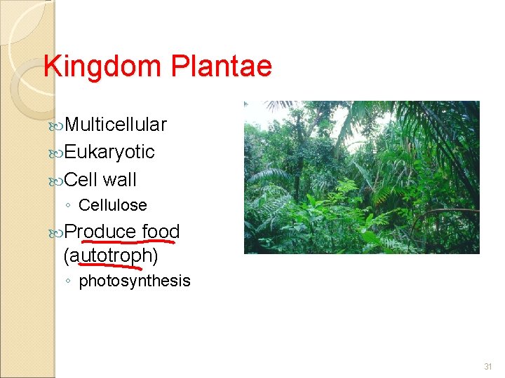 Kingdom Plantae Multicellular Eukaryotic Cell wall ◦ Cellulose Produce food (autotroph) ◦ photosynthesis 31