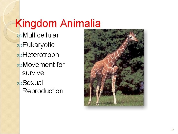 Kingdom Animalia Multicellular Eukaryotic Heterotroph Movement for survive Sexual Reproduction 32 