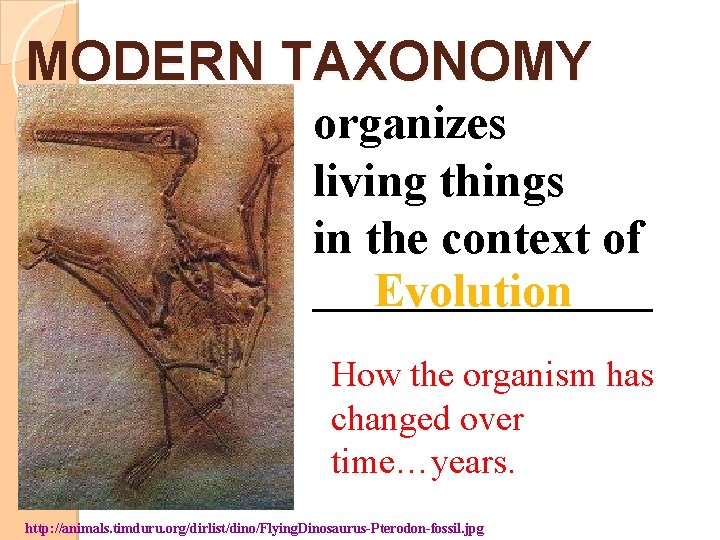 MODERN TAXONOMY organizes living things in the context of _________ Evolution How the organism