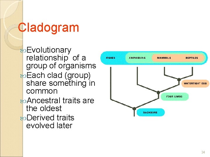 Cladogram Evolutionary relationship of a group of organisms Each clad (group) share something in