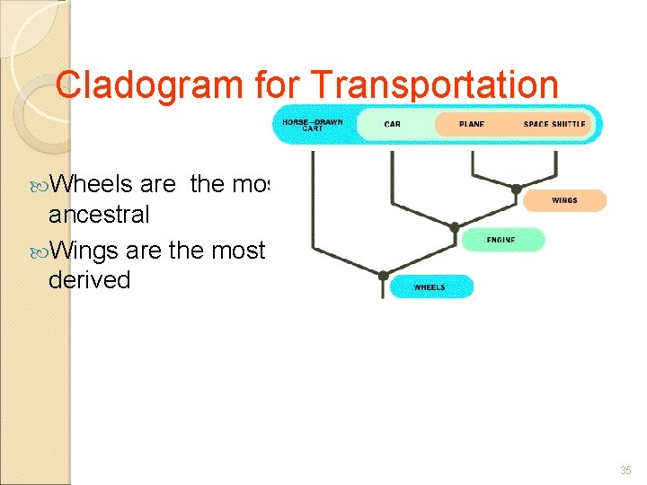 Cladogram for Transportation Wheels are the most ancestral Wings are the most derived 35