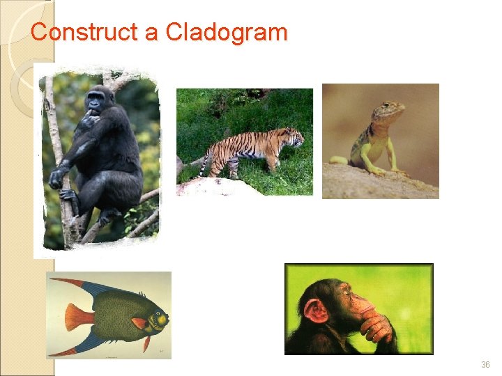 Construct a Cladogram 36 
