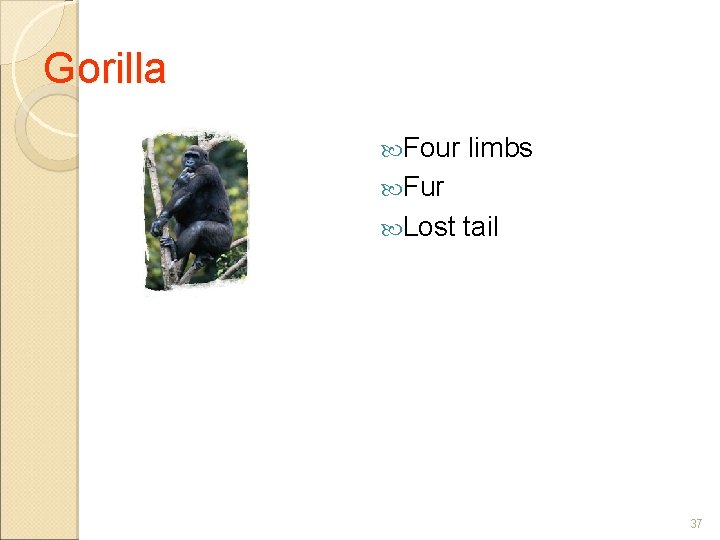 Gorilla Four limbs Fur Lost tail 37 
