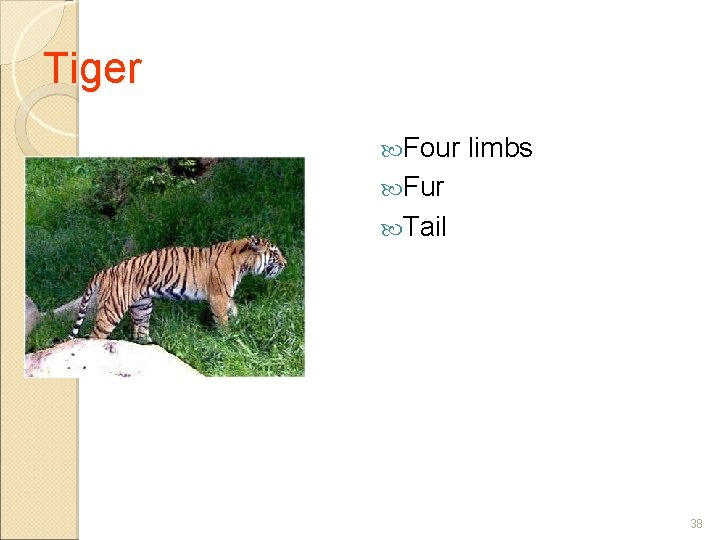 Tiger Four limbs Fur Tail 38 