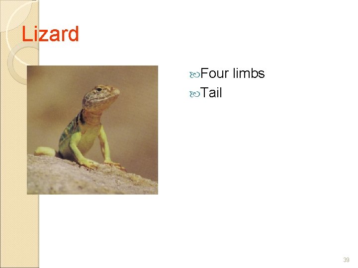 Lizard Four limbs Tail 39 