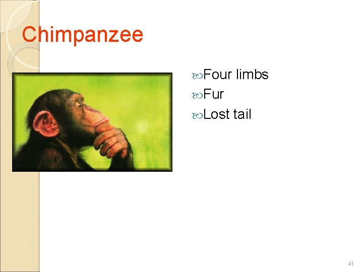 Chimpanzee Four limbs Fur Lost tail 41 