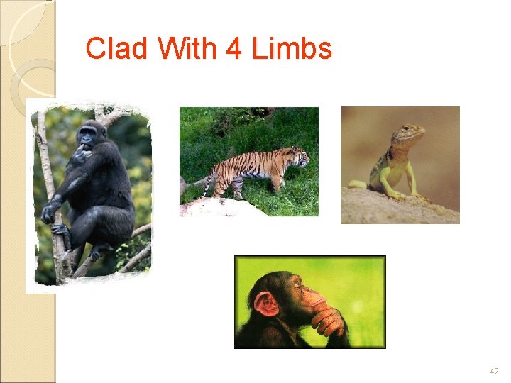 Clad With 4 Limbs 42 