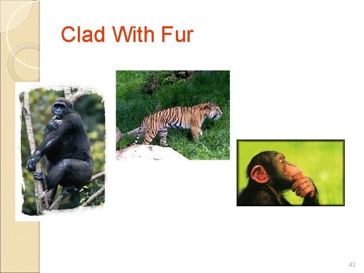 Clad With Fur 43 