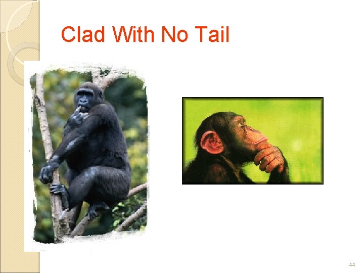 Clad With No Tail 44 