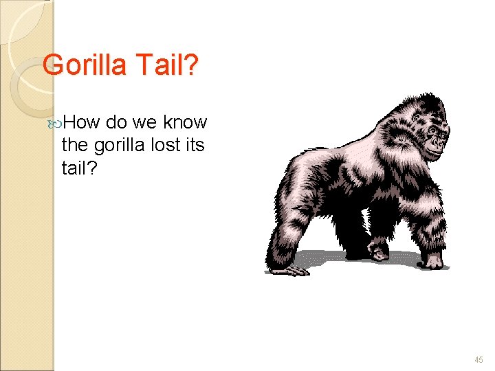 Gorilla Tail? How do we know the gorilla lost its tail? 45 
