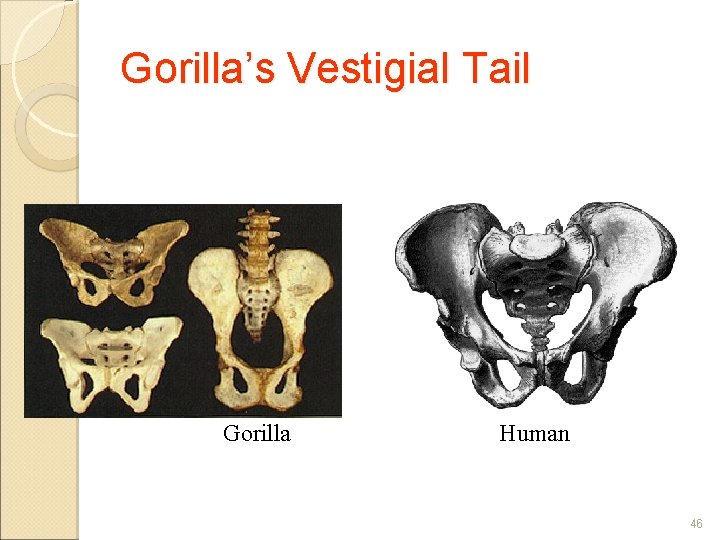 Gorilla’s Vestigial Tail Gorilla Human 46 