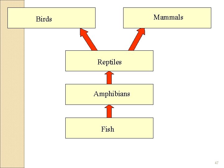 Mammals Birds Reptiles Amphibians Fish 47 
